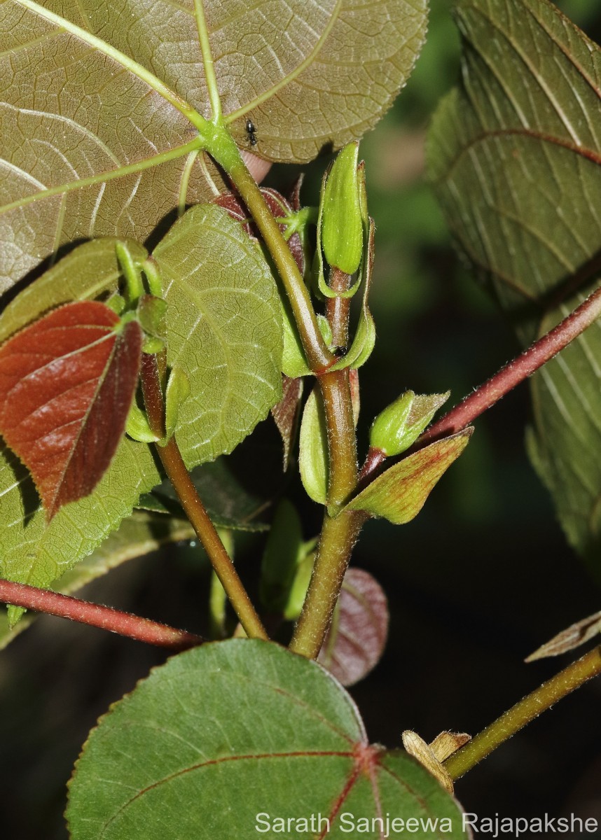 Hibiscus tiliaceus L.